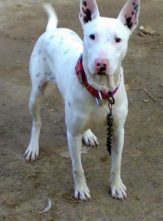 Close Up front view - A white with black Pakistani Bull Terrier is standing on dirt and it is looking forward. Its tail is wagging. It has a pink nose and black pigment spots on the insides of its ears and skin.