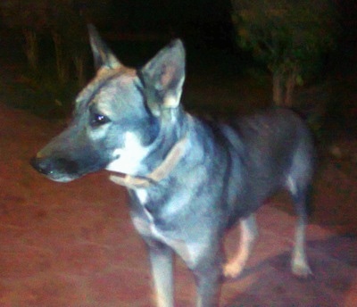 Front side view - A black with white and tan Pakistani Shepherd Dog is standing on a walkway at night looking to the left.