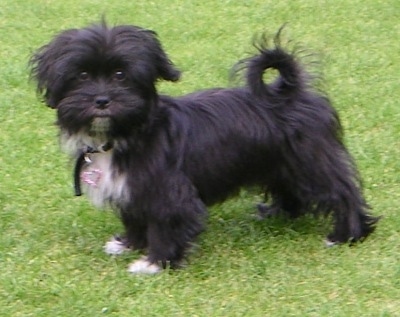 Left Profile - A furry, black with white Papastzu is standing in grass looking towards the camera. Its tail is curled up over its back.