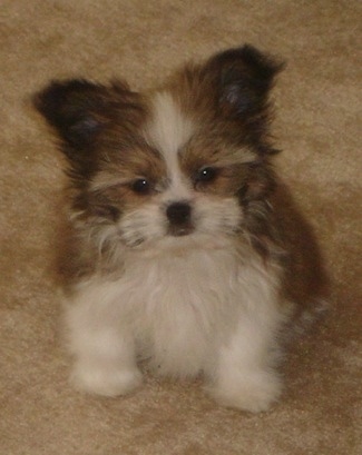 A perk-eared, very fluffy, soft-looking, tan and white Papastzu puppy is sitting on a tan carpeted floor looking forward