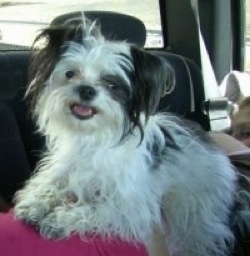 Front side view - A smiling, long-haired, scruffy-looking white with black Papastzu dog is laying on top of a person that is laying in the backseat of a vehicle looking forward with its head slightly tilted to the right.