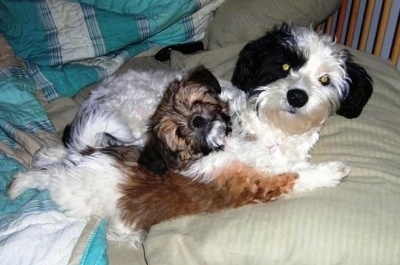 Side view of two small Papastzu dogs laying down on a human's bed - One dog is an adult and is black and white and the dog laying in front is a brown, black and white puppy that has all four of its paws stretched out.