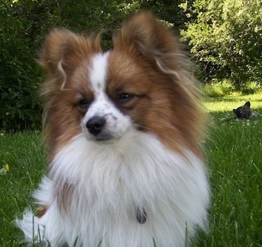 Front view - A longhaired, fringe eared, red with white Paperanian dog is sitting in grass looking to the left. There is a second dog laying down in the grass in the background.