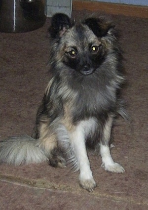 Front view - A tan and black with white Paperanian dog is sitting on a tan carpet looking forward. One of its ears is perked up and the other is folded over.