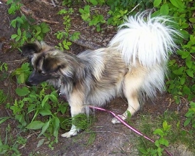 View from above looking down at the dog of a long haired, tan with white and black Paperanian standing in dirt looking to the left. It has longer fringe hair on its tail.