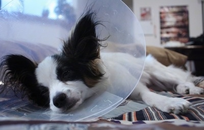 Close up view from the front - A white with brown and black Papillon is wearing a clear plastic cone around its neck sleeping on its right side on top of a bed.