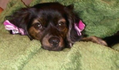 Close up head shot - A black and tan Papshund is wearing two pink ribbons in its ears and is laying under a green towel.