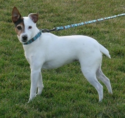 Left Profile - A white with black and tan Parson Russell Terrier is wearing a teal-blue collar and leash standing in grass looking at the camera. Its tail is being held low.