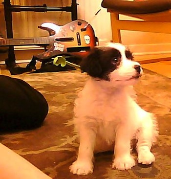 Front view - A white with black Patterjack puppy is sitting on a rug looking up and to the right. There is a Guitar Hero Guitar and Drum kit for the Nintendo Wii in the background.
