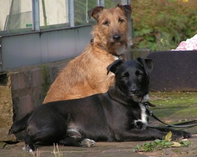 Two dogs next to one another - A smooth-coat, black with white Patterjack dog laying in front of a sitting wire-coated red with white Patterjack dog on a cement patio in front of a small brick wall. They both are looking towards the camera.