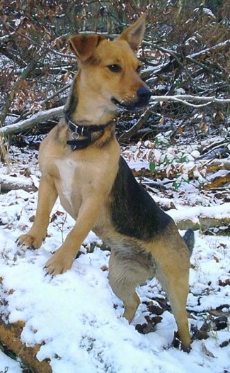 Front side view - A black and tan with white Patterjack is jumped up with its front paws up on a mound of snow and it is looking to the right. There is snow all around its muzzle. One of its ears is perked up and the other is flopped over.