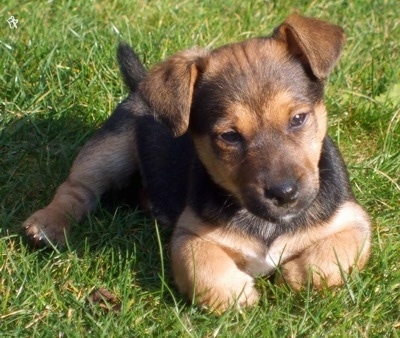 Front view - A black and tan with white Patterjack puppy is laying in grass and it is looking forward. Its head is slightly tilted to the left.