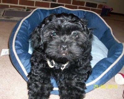 Close up front view - A shiny coated, wavy, black Peek-A-Poo puppy is laying on a blue dog bed looking forward.