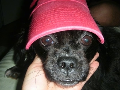Close up - A black Peke-a-poo is wearing a red bucket hat and a persons hand is under its chin.
