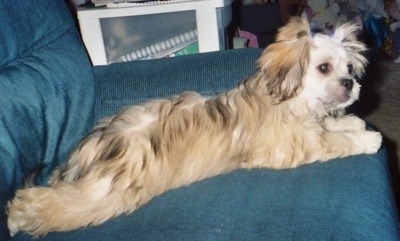 Side view - A longhaired, tan with black and white Peke-a-poo puppy is laying on a blue couch and it is looking to the right.