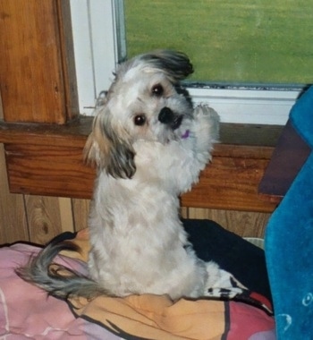 The backside of a tan with black and white Peke-a-poo puppy that is sitting on its hind legs and its front paws are on a window sill and it is looking back.
