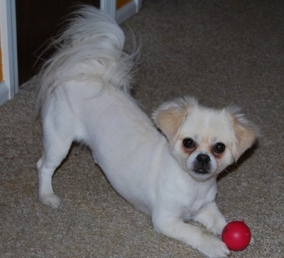 Side view - A white with tan Peke-a-poo is play bowing on a tan carpet with a red ball in its front paws. It is turned to look at the camera.