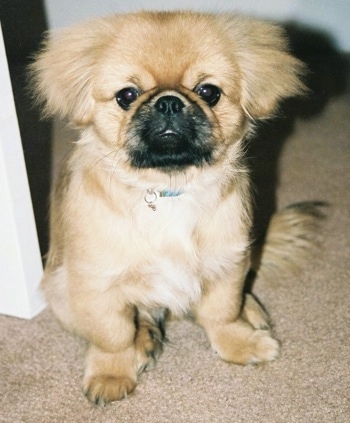 Close up front view - A tan with black Peke-a-poo dog is sitting on a tan carpet in a doorway looking forward.