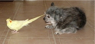 A grey and white Peke-a-poo dog is laying on a tan tiled floor looking at a Cockatoo bird that is standing in front of it.