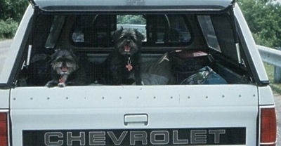 Two black with white Peke-a-poo dogs are sitting in the truck bed of a white Chevrolet vehicle that has a open cap on the back and they are looking forward.