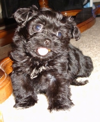 Close up front view - A black Peke-a-poo puppy is sitting on a carpet next to a coffee table. Its head is tilted to the right and it looks like it is smiling. It looks like a stuffed toy.