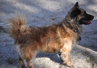 Right Profile - A perk-eared, shaggy looking, brown and tan with black and white Peke-Italian is standing on a stone surface.