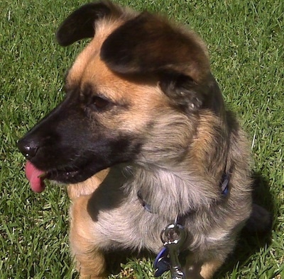 Close Up front view - A tan with black and white Peke-Italian is sitting in grass looking to the left. Its mouth is open and tongue is out and its ears are folded forward.