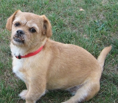 Front side view - A tan with white Peke-A-Poo is wearing a red collar sitting on grass looking forward. Its head is slightly tilted to the right. The bottom row of its teeth are showing because of a large underbite.