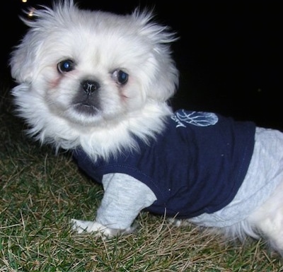 Close up upper half - A white Pekingese puppy is standing across a field in grass and it is looking forward.