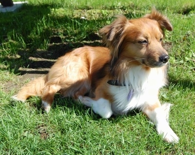 Front side view - A rose-eared, medium haired, red with white Pembroke Sheltie is laying in grass looking to the right.