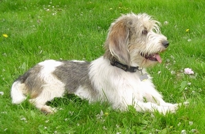 Right Profile - A panting, shaggy-looking, white with black and tan Petit Basset Griffon Vendeen dog is laying in grass looking to the right.