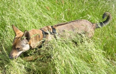 Side view - A perk-eared, tan with brown and black Phu Quoc Ridgeback dog is walking through tall grass with its head level with its body. It has a dark brown ridge down its back.