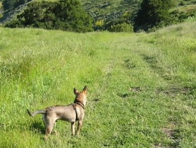 Side view - The backside of a tan with brown and black Phu Quoc Ridgeback dog is standing in grass looking down a trail that leads into the bushes.