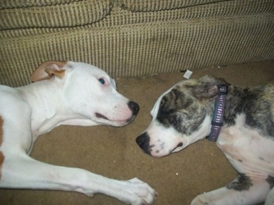 Topdow view of Two American Pit Bull Terrier are laying face to face on a carpet in front of a couch.