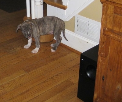 A blue-nose Brindle Pit Bull Terrier puppy is standing near a staircase looking at a speaker on the ground.