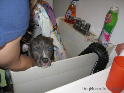 A blue-nose brindle Pit Bull Terrier puppy with blue eyes is getting a bath inside of a white utility sink. A person in a blue shirt is washing him.