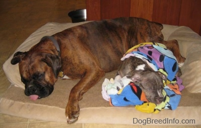 A brown with black and white Boxer is sleeping next to a blue-nose brindle Pit Bull Terrier puppy that is covered in a towel. The puppy is sleeping also. They are on top of a tan dog bed.