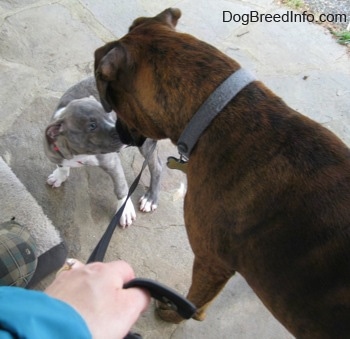 The back of a brown with black and white Boxer that is looking down at a blue-nose brindle Pit Bull Terrier puppy. They are standing on a stone porch.