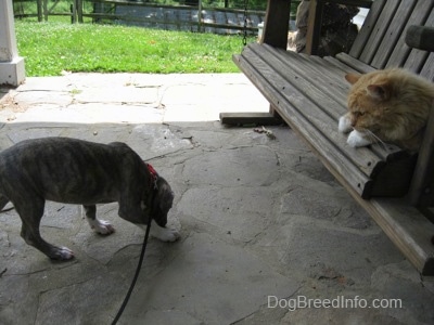 A blue-nose brindle Pit Bull Terrier puppy is standing on a stone porch and in front of him on a wooden swinging glider bench there is an orange and white cat laying down watching.