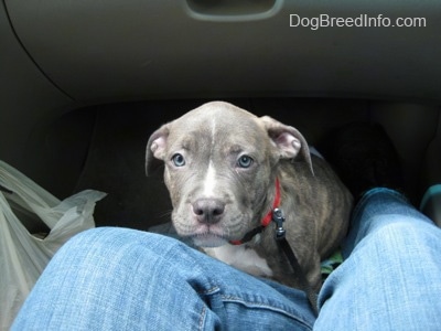 A blue-nose brindle Pit Bull Terrier puppy is sitting in front of a person sitting in the passenger seat of a vehicle. The puppy is looking up at the person in the chair.