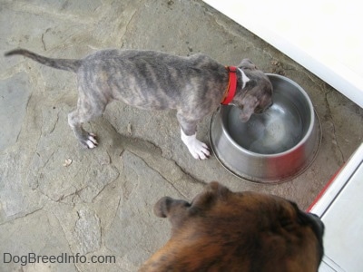 The back of a blue-nose brindle Pit Bull Terrier puppy is drinking water out of a water bowl on a stone porch.