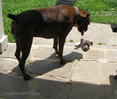 The back of a brown with black and white Boxer is looking down at a blue-nose brindle Pit Bull Terrier puppy that is attempting to climb up the steps of a stone porch.