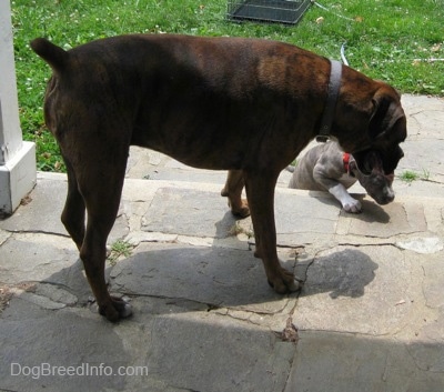 The back of a brown with black and white Boxer is standing on a stone porch and a blue-nose brindle Pit Bull Terrier puppy is climbing up the side steps.