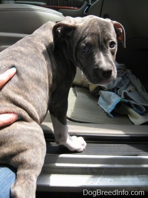 The back of a blue-nose brindle Pit Bull Terrier puppy that is being helped into the back of a van. The puppy is looking back at the person helping him.