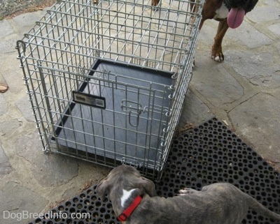 A blue-nose brindle Pit Bull Terrier puppy is standing on a rubber mat and he was looking at a cage on a stone porch. There is a brown with black and white Boxer behind the porch.