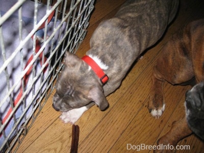Close up - A blue-nose brindle Pit Bull Terrier puppy is walking along side a crate. There is a brown with black and white Boxer standing next to him.