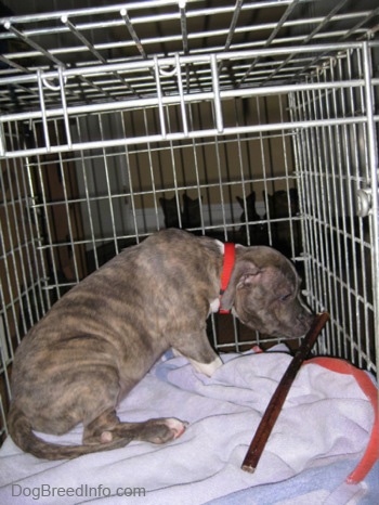 A blue-nose brindle Pit Bull Terrier is sitting inside of a dog crate sniffing a bully stick.
