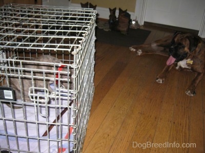 A blue-nose brindle Pit Bull Terrier is sitting inside of a crate and chewing a bully stick. There is a brown with black and white Boxer laying on a hardwood floor with his mouth open and tongue out. The Boxer is looking at the puppy.