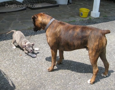 A blue-nose brindle Pit Bull Terrier puppy is play bowing in front of a brown with black and white Boxer. They are on a driveway.