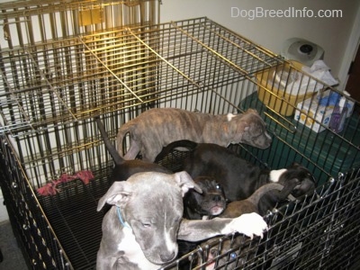 A litter of Pit Bull Terrier puppies are standing and one is jumping up against the side of a cage.